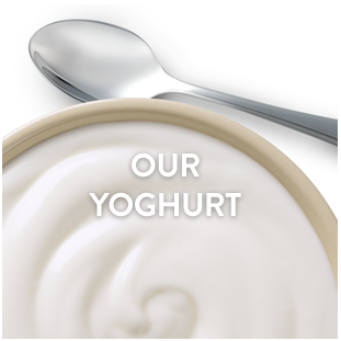 Our Yoghurt